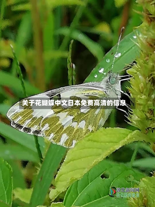 关于花蝴蝶中文日本免费高清的信息