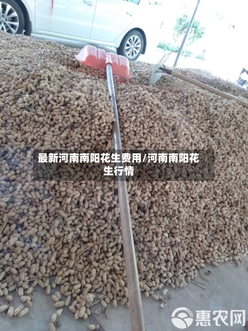 最新河南南阳花生费用/河南南阳花生行情-第2张图片