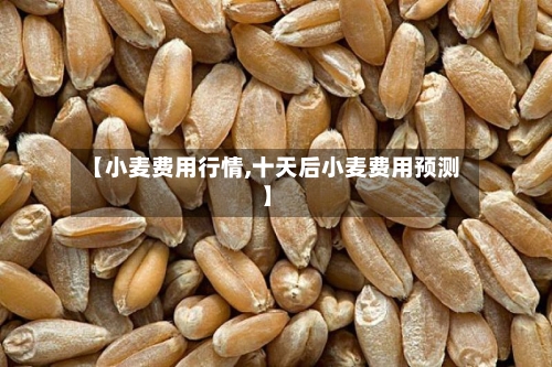 【小麦费用行情,十天后小麦费用预测】