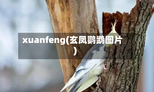 xuanfeng(玄凤鹦鹉图片)-第2张图片