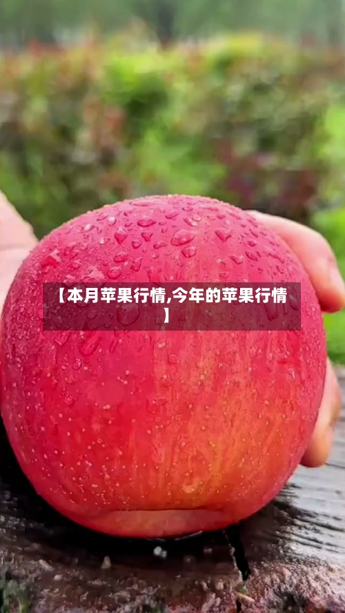 【本月苹果行情,今年的苹果行情】-第3张图片