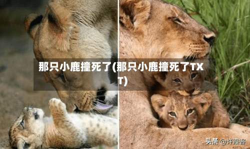 那只小鹿撞死了(那只小鹿撞死了TXT)-第2张图片