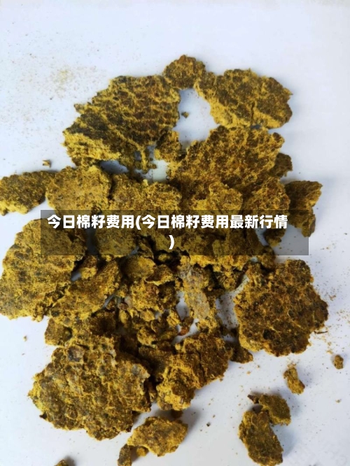 今日棉籽费用(今日棉籽费用最新行情)