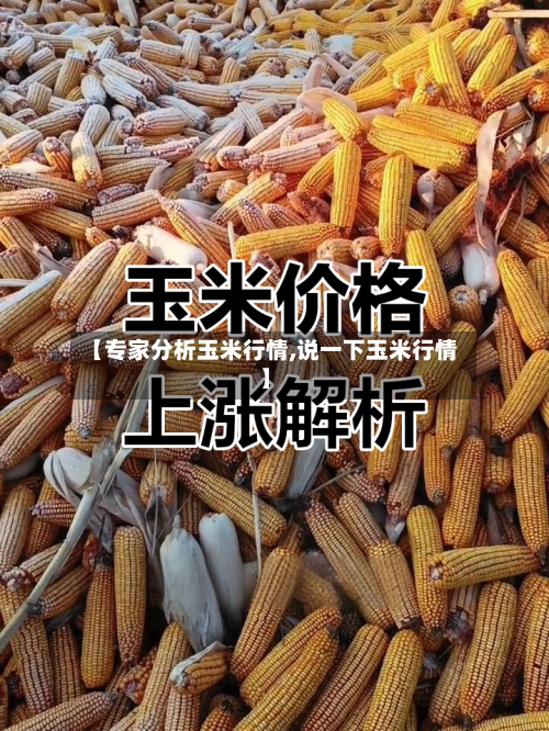 【专家分析玉米行情,说一下玉米行情】-第3张图片