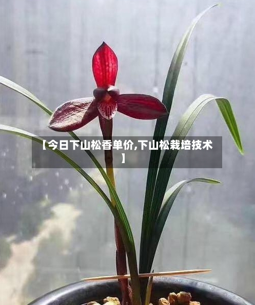 【今日下山松香单价,下山松栽培技术】-第2张图片