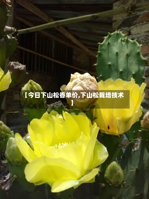 【今日下山松香单价,下山松栽培技术】-第3张图片