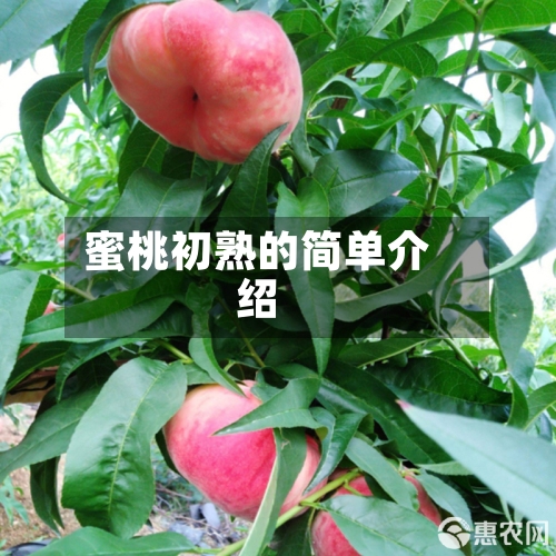 蜜桃初熟的简单介绍-第2张图片