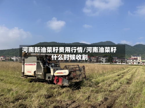 河南新油菜籽费用行情/河南油菜籽什么时候收割-第3张图片
