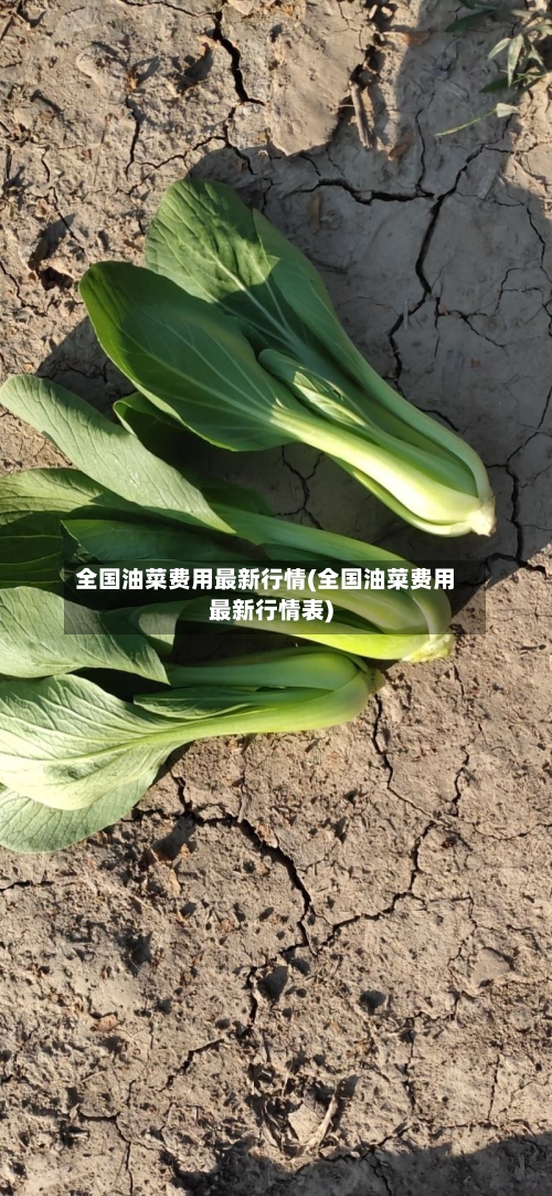 全国油菜费用最新行情(全国油菜费用最新行情表)