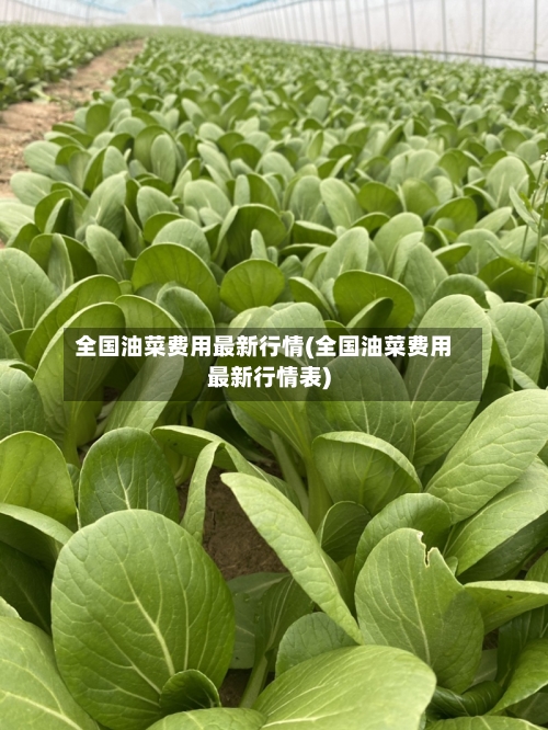 全国油菜费用最新行情(全国油菜费用最新行情表)-第3张图片