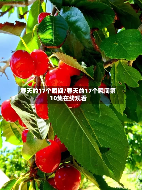 春天的17个瞬间/春天的17个瞬间第10集在线观看