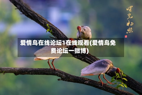 爱情鸟在线论坛1在线观看(爱情鸟免费论坛一微博)-第2张图片