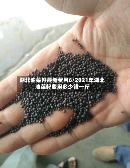 湖北油菜籽最新费用6/2021年湖北油菜籽费用多少钱一斤-第2张图片