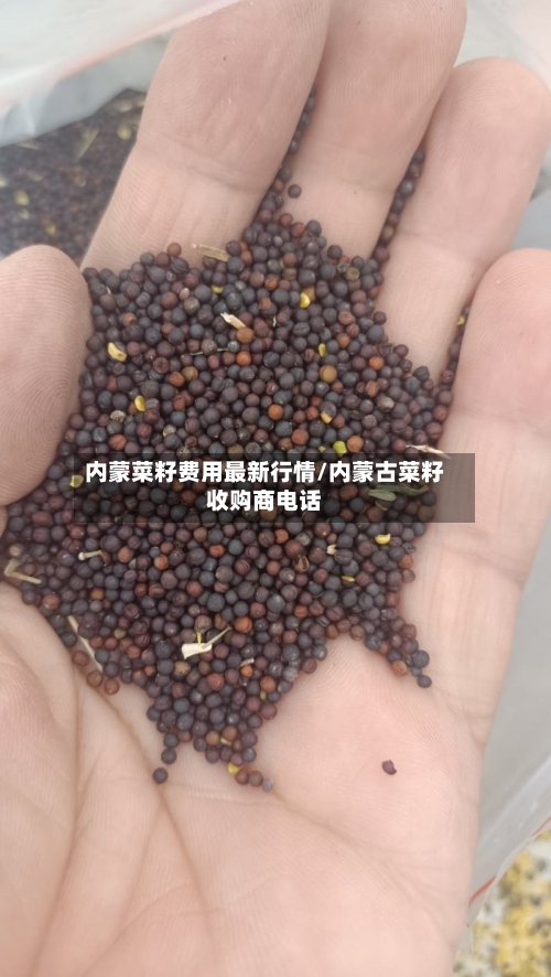 内蒙菜籽费用最新行情/内蒙古菜籽收购商电话-第3张图片