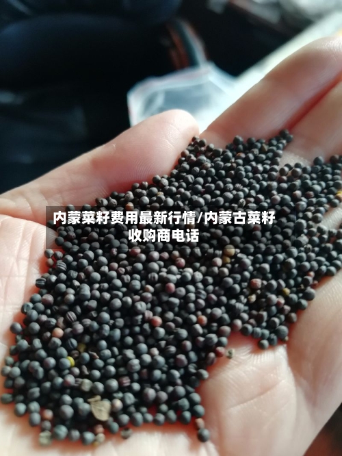 内蒙菜籽费用最新行情/内蒙古菜籽收购商电话