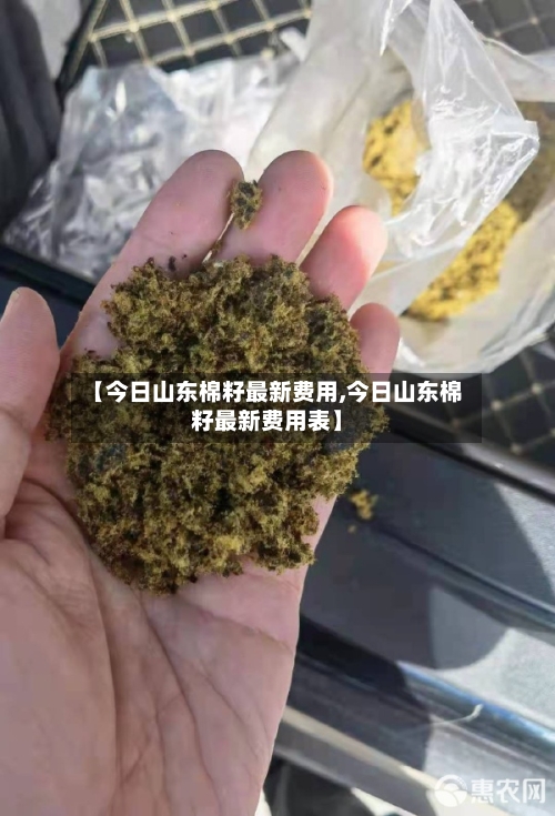 【今日山东棉籽最新费用,今日山东棉籽最新费用表】