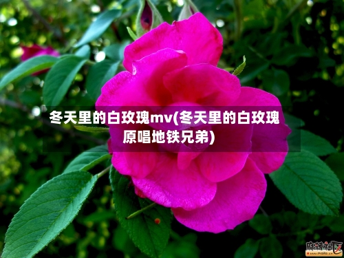 冬天里的白玫瑰mv(冬天里的白玫瑰原唱地铁兄弟)