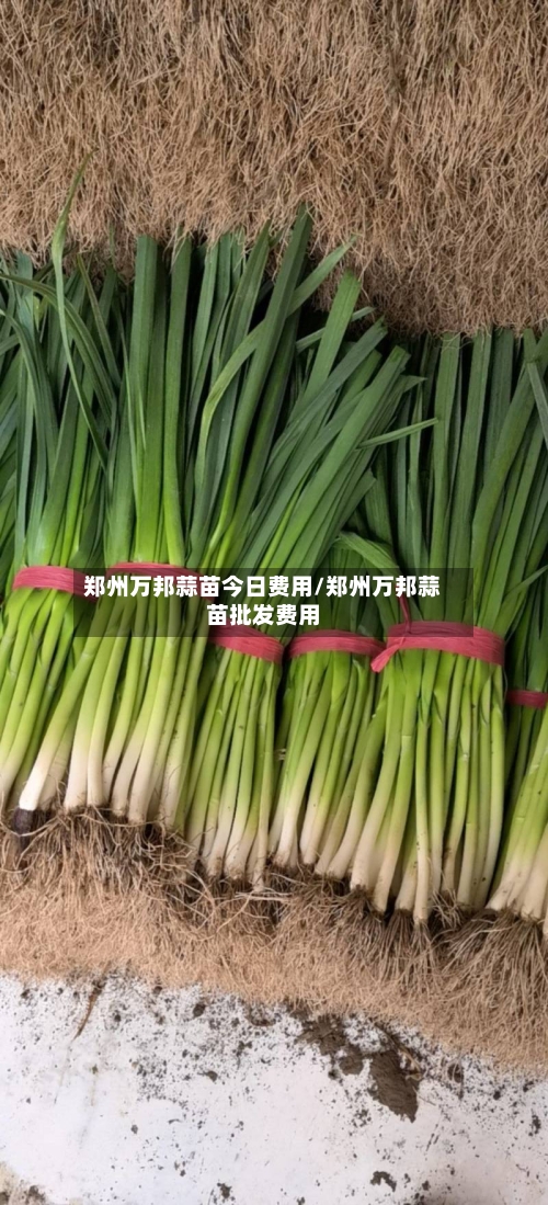 郑州万邦蒜苗今日费用/郑州万邦蒜苗批发费用-第2张图片