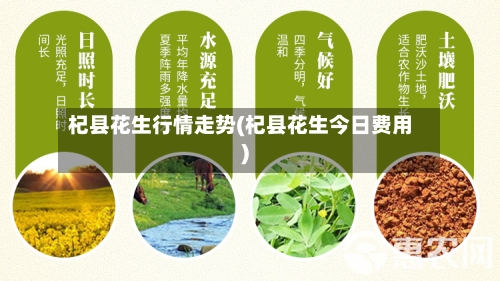 杞县花生行情走势(杞县花生今日费用)-第2张图片