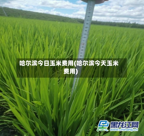 哈尔滨今日玉米费用(哈尔滨今天玉米费用)