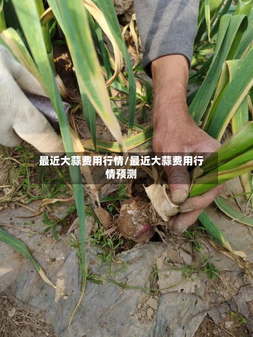 最近大蒜费用行情/最近大蒜费用行情预测-第3张图片