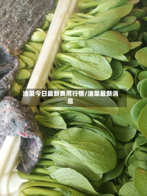 油菜今日最新费用行情/油菜最新消息-第2张图片