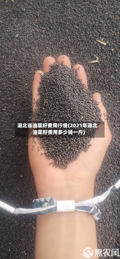湖北省油菜籽费用行情(2021年湖北油菜籽费用多少钱一斤)-第1张图片