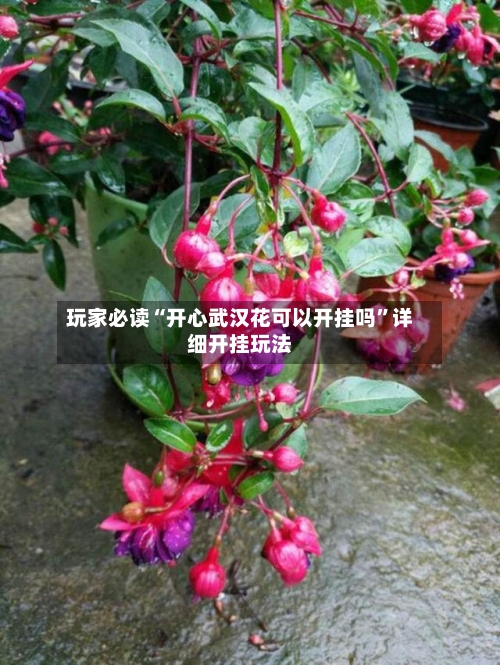 玩家必读“开心武汉花可以开挂吗”详细开挂玩法-第2张图片