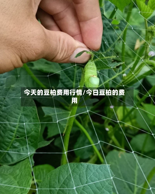 今天的豆柏费用行情/今日豆柏的费用