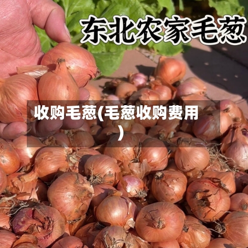 收购毛葱(毛葱收购费用)-第2张图片