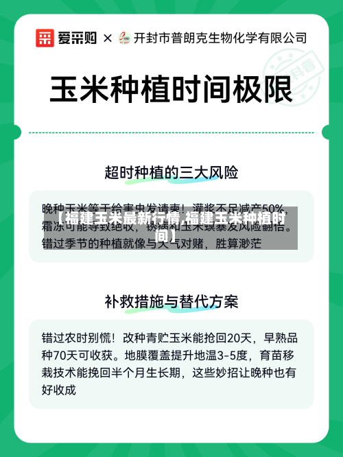 【福建玉米最新行情,福建玉米种植时间】