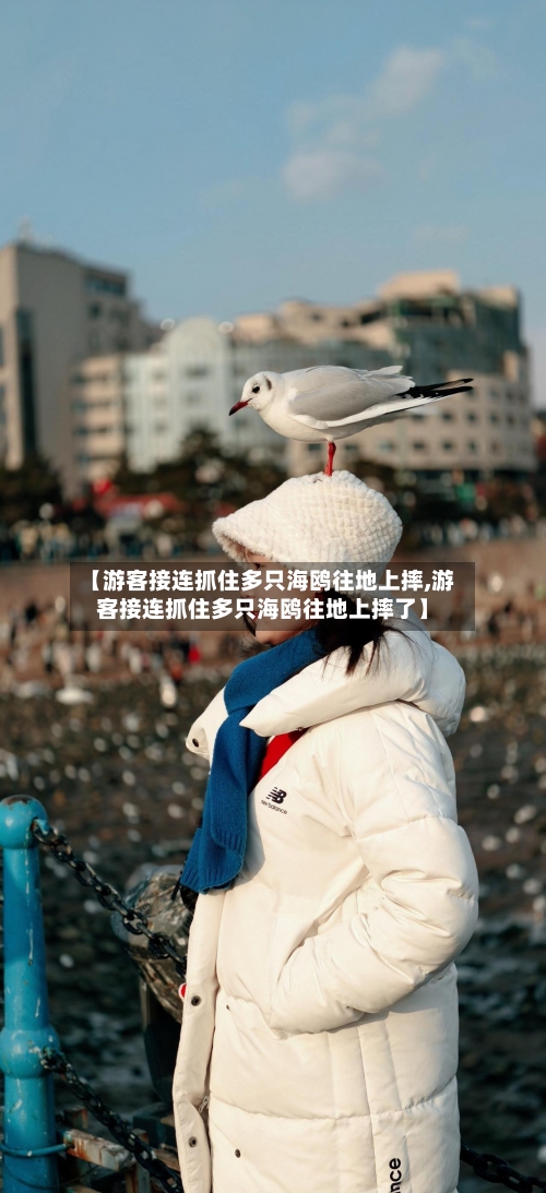 【游客接连抓住多只海鸥往地上摔,游客接连抓住多只海鸥往地上摔了】
