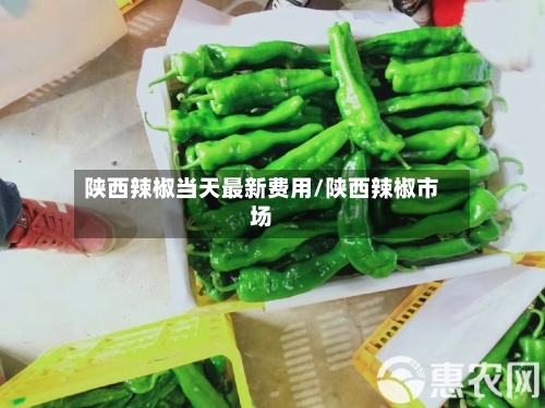 陕西辣椒当天最新费用/陕西辣椒市场