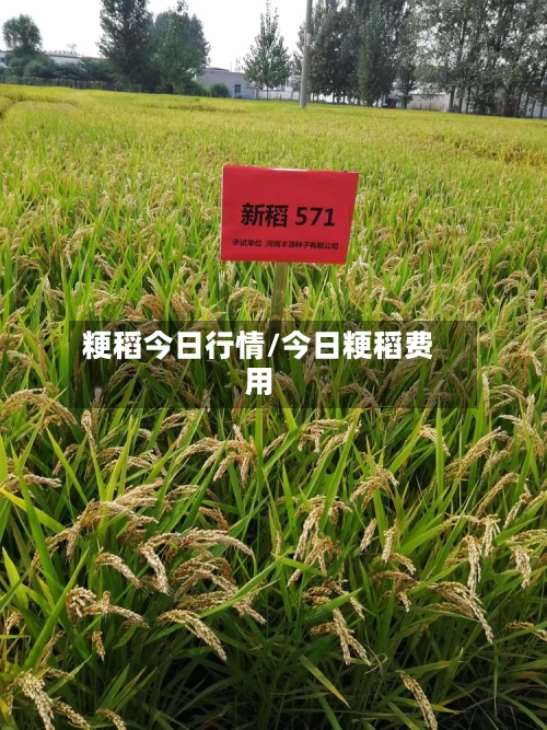 粳稻今日行情/今日粳稻费用