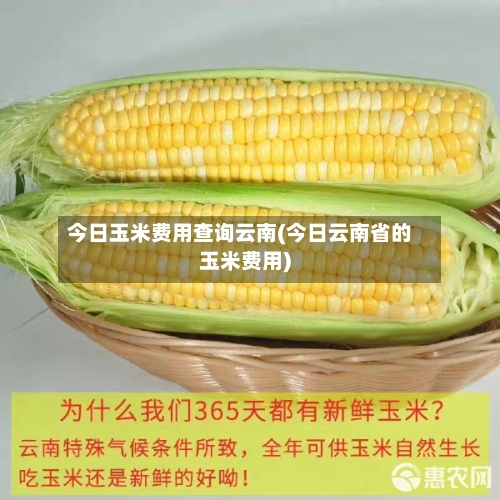 今日玉米费用查询云南(今日云南省的玉米费用)