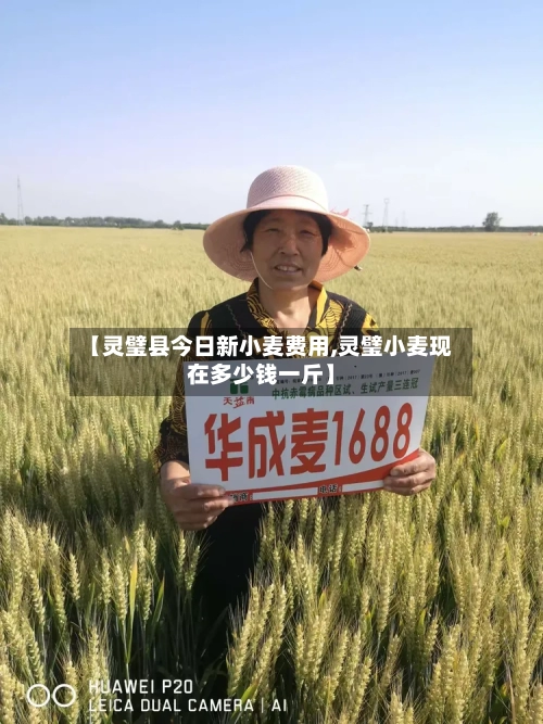 【灵璧县今日新小麦费用,灵璧小麦现在多少钱一斤】-第2张图片