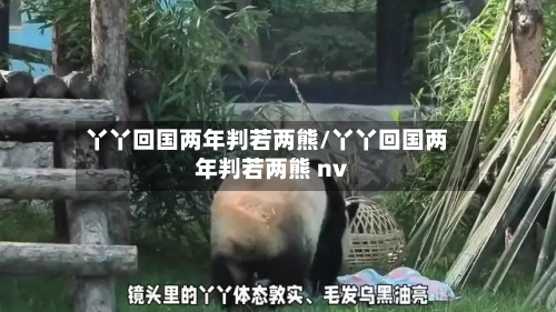 丫丫回国两年判若两熊/丫丫回国两年判若两熊 nv