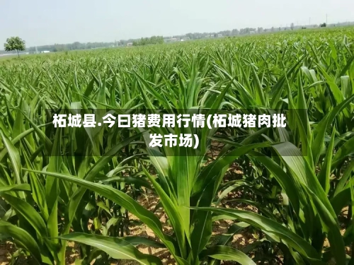 柘城县.今曰猪费用行情(柘城猪肉批发市场)