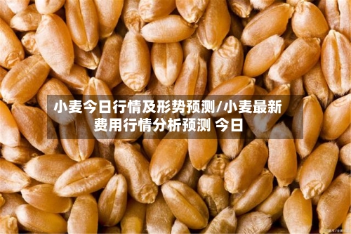 小麦今日行情及形势预测/小麦最新费用行情分析预测 今日-第2张图片